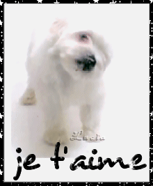 il est pas trop chou????